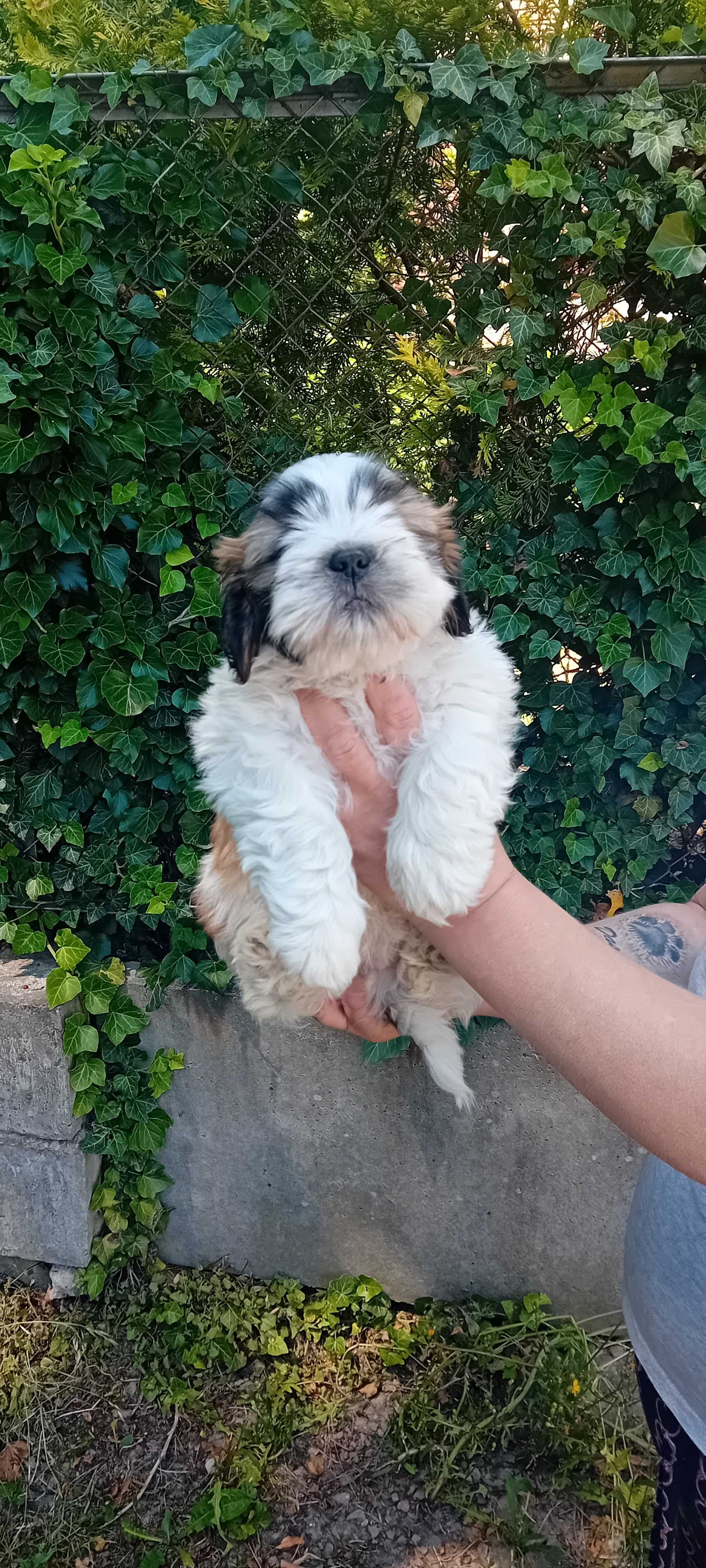 Szczeniak Shih-tzu
