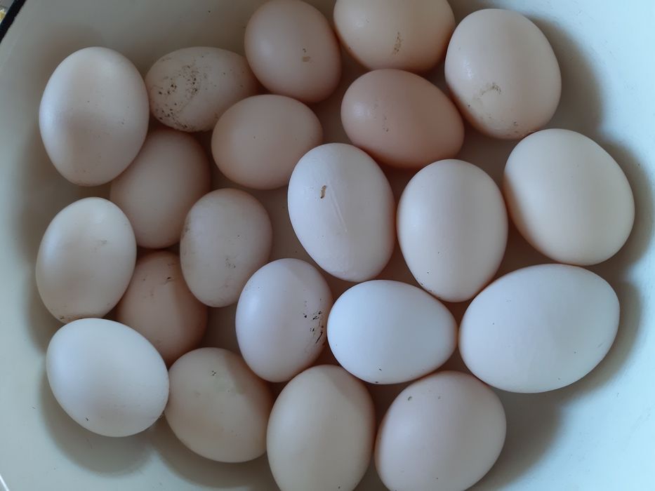 Jaja jajka mendel wiejskie