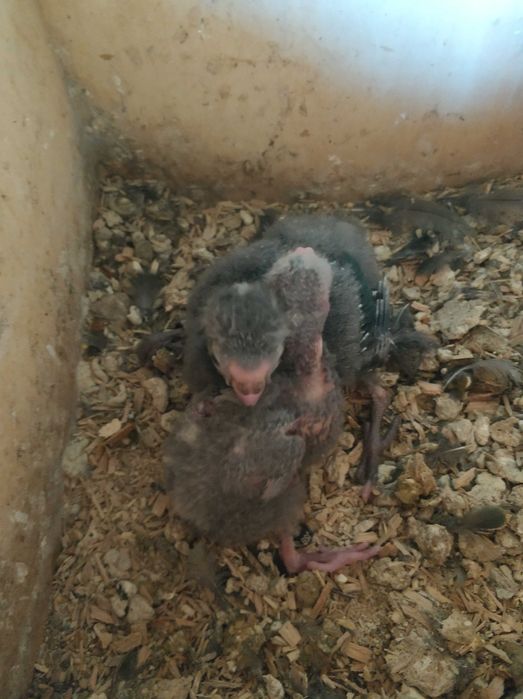 Kakarikis para criar a mão