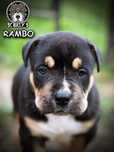 American Bully XL Black Tri ABKC