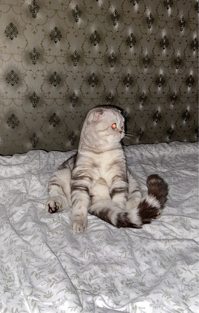 Вʼязка,шотландський веслоухий кіт