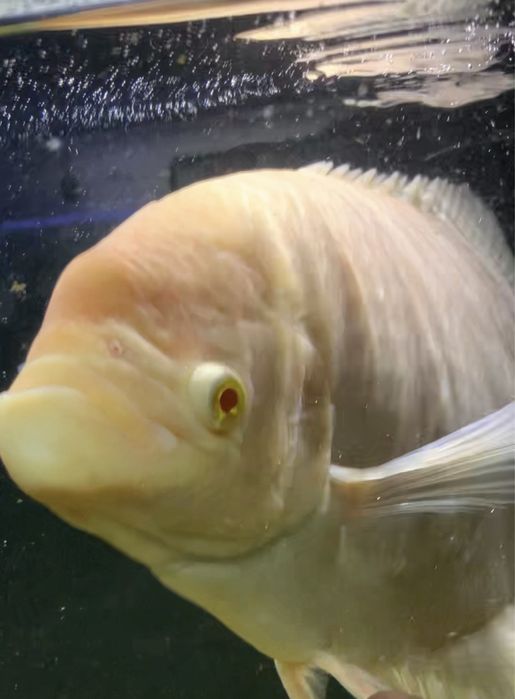 Gourami gigante 40 centimetros