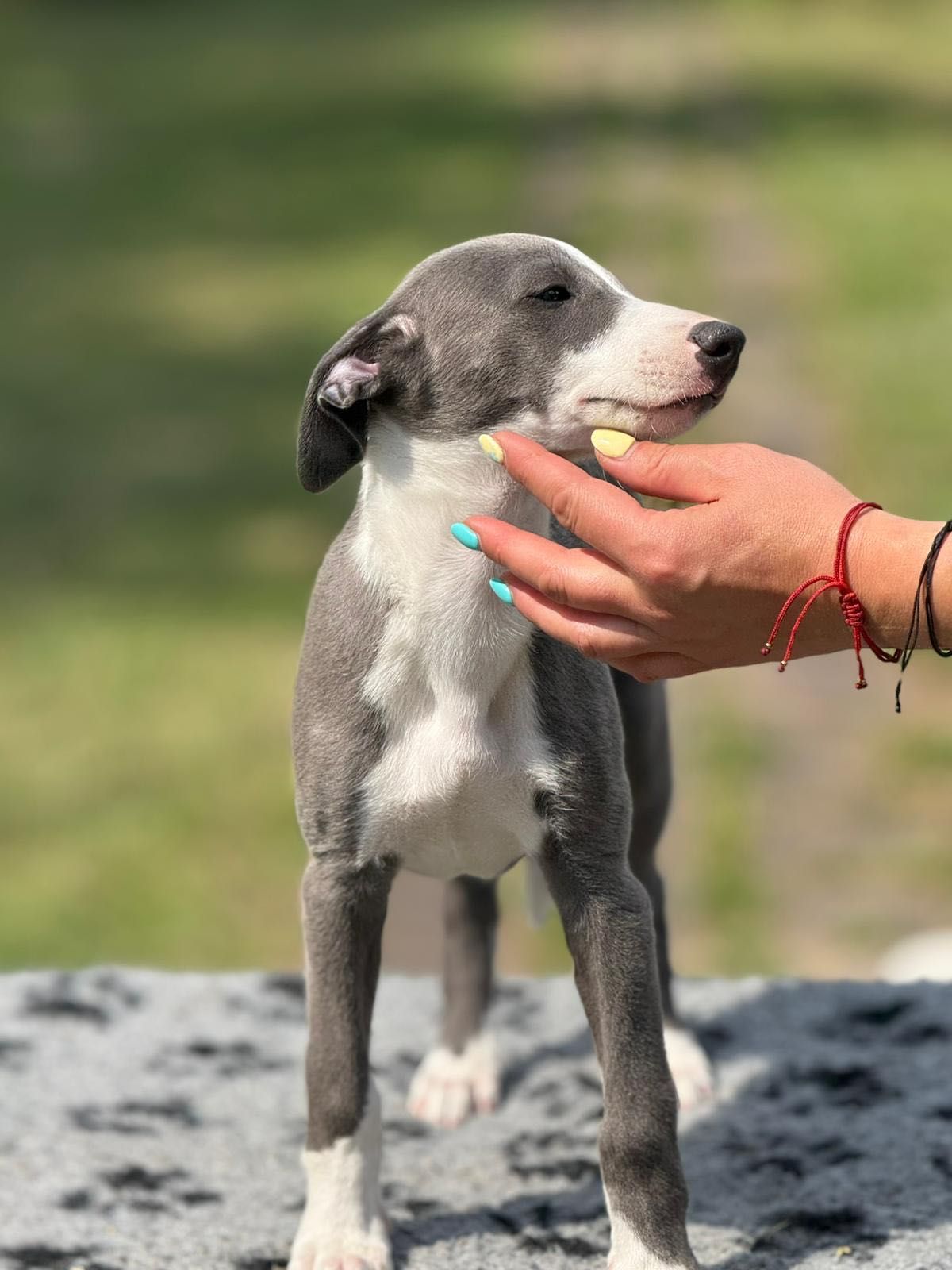 Whippet chart angielski eleganckie pieski
