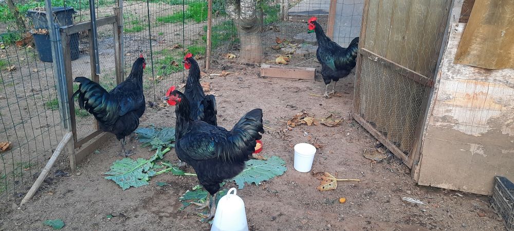 Galos Jersey Gigante Negro