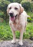 Adoçao de labradora adoravel