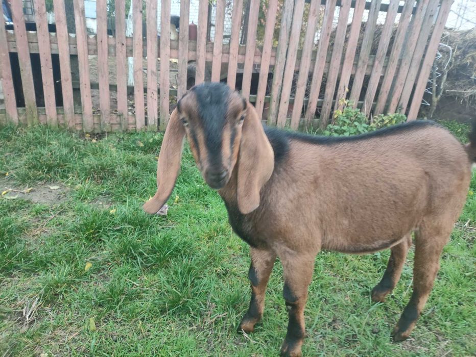 Будь ласка купіть його, дивитись опис!