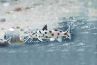 Synodontis sp polly white sum tanganika malawi Malawi World