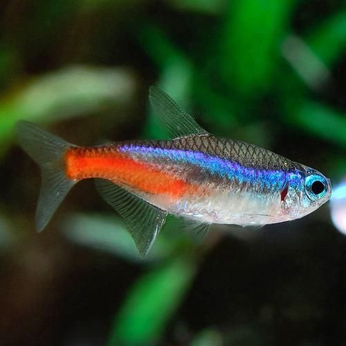 Tetra Neon Paracheirodon