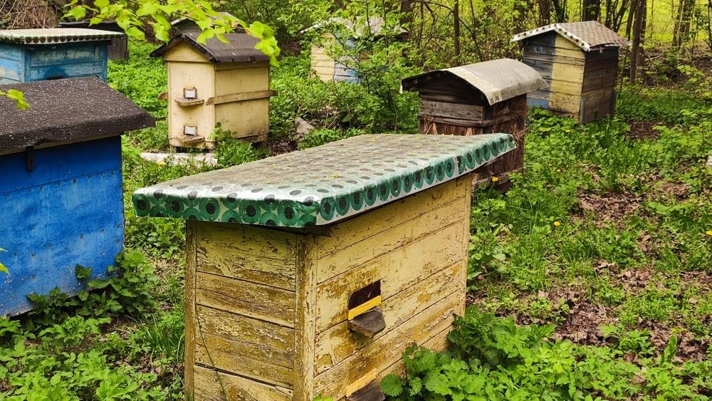 Ule warszawskie zwykle podwójne