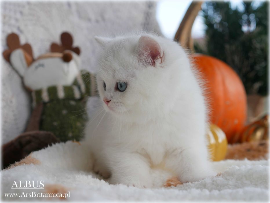 Albus szynszylowy srebrny kocurek brytyski BRI ns 12 Prawdziwy Miś