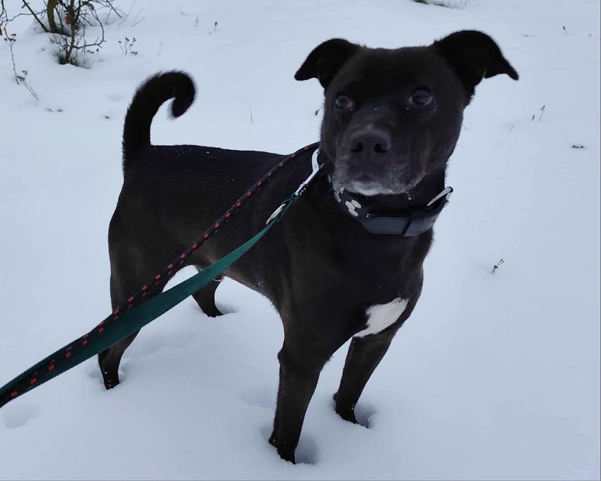 Nero w typie TTB odebrany z łańcucha