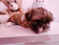 Shih tzu szczeniak  (samiec)