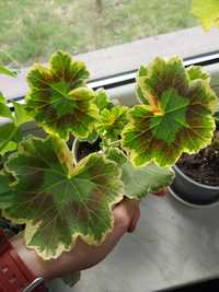 Pelargonia golden brilliantisimum