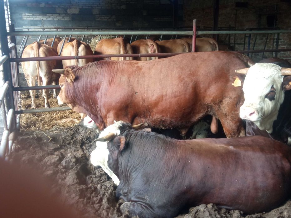 Byk hodowlany limousine 100% po inseminacji