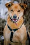 Timber do adopcji