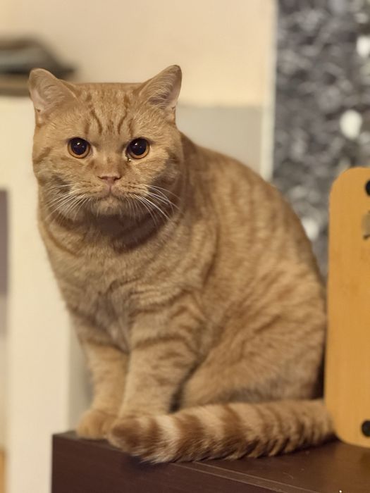 Kocur brytyjski rudy