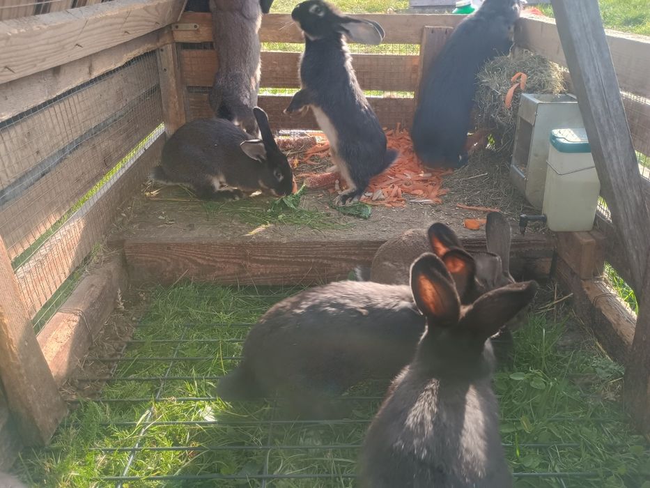 Króliki samce mieszańce