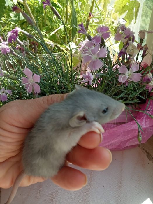 крыса маленькая ручная разные окрасы  крыска крысули