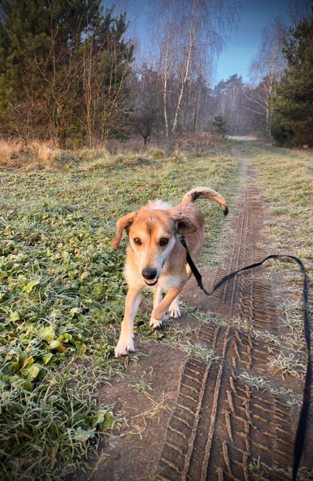Smutny, śliczny CZAPI szuka domu !! Do adopcji !!