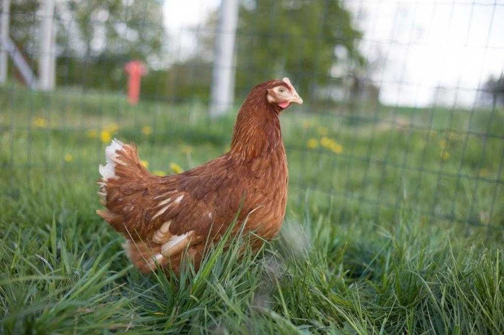Kurki nioski Tetra brązowa odchowana