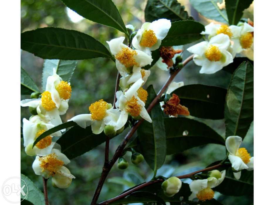 Sementes chá verde dos açores Camellia sinensis 10 Semente Portes Grat