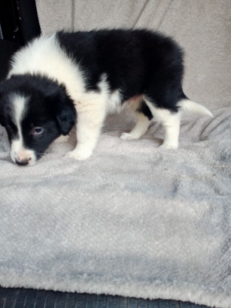 Śliczny border collie piesek
