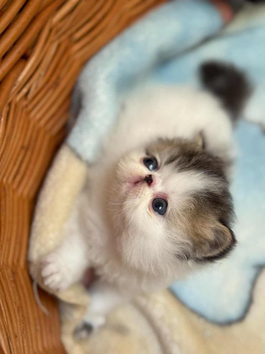 kot perski pers kotek