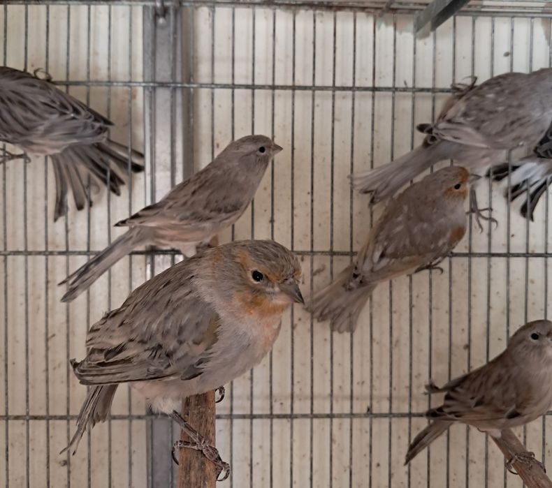 Canários asas cinza