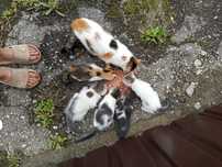 Отдам котят бесплатно