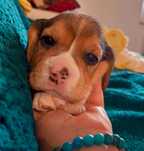 Beagle szczenie  z hodowli Simpatica PS (FCI)