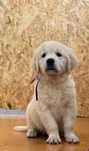 Golden Retriever LOP pedigree ( femea )