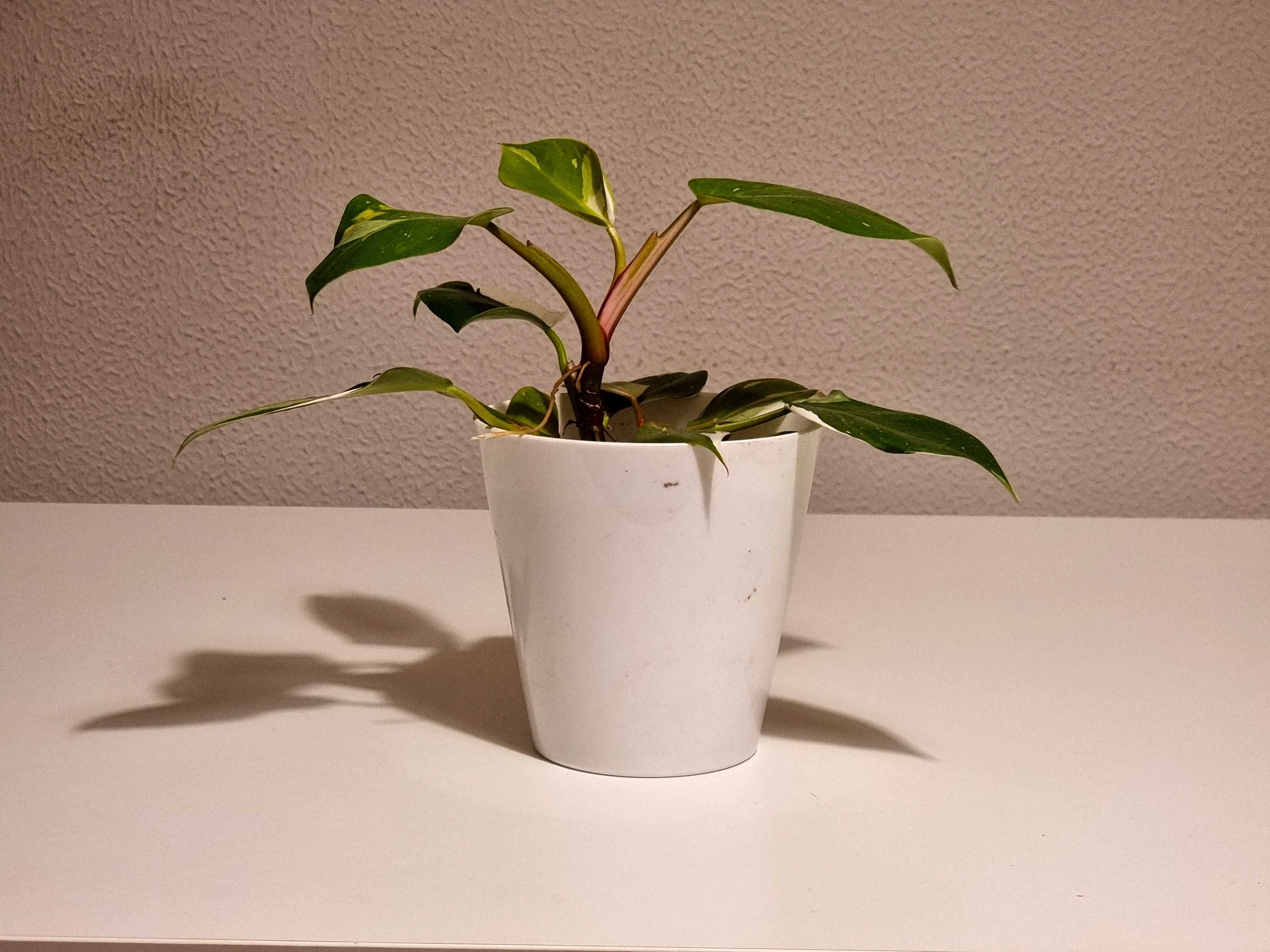 Planta Philodendron