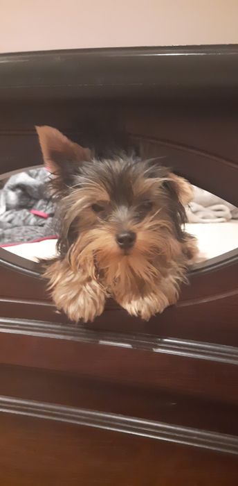 ZAGINIONY!!! Piesek rasy york