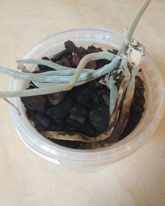 Орхидея фаленопсис, Jewel, пень