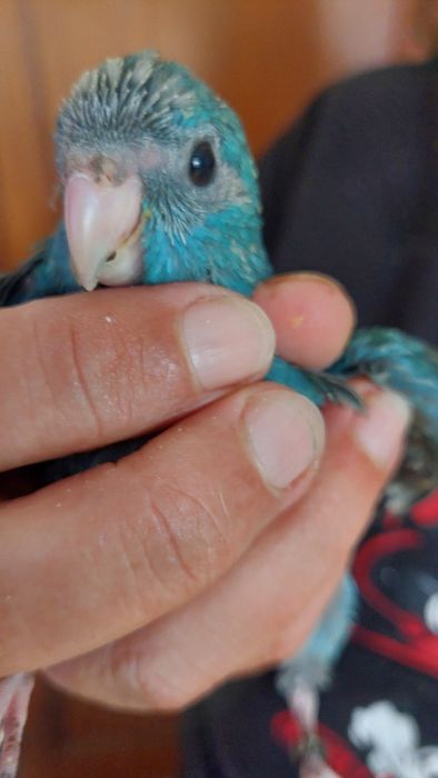 Kakariki Macho 2 Meses