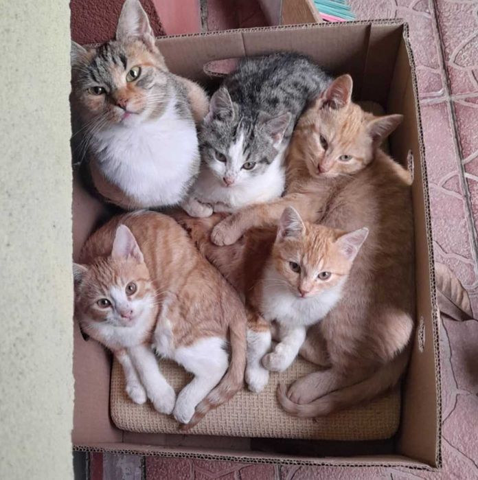 Śliczne kotki szukają dobrych domów!