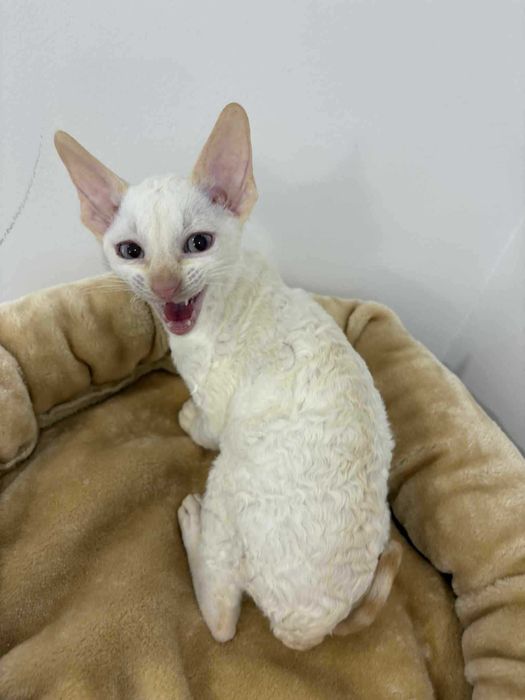 CORNISH REX Dostępny kocurek o imieniu ZIGI Hodowla: MatiMalwa*PL