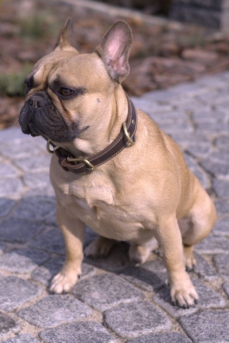 Вязка французький бульдог