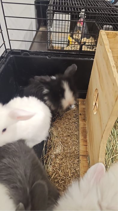 Coelhos anões bebés