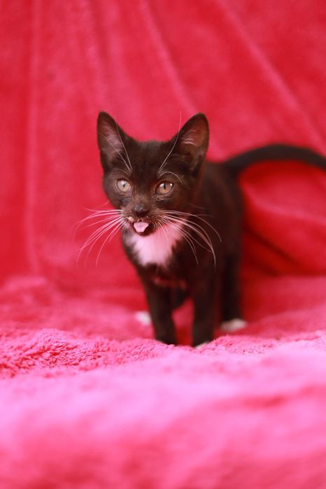 Czarny pełen energii I ciekawości świata kociak czeka na dom