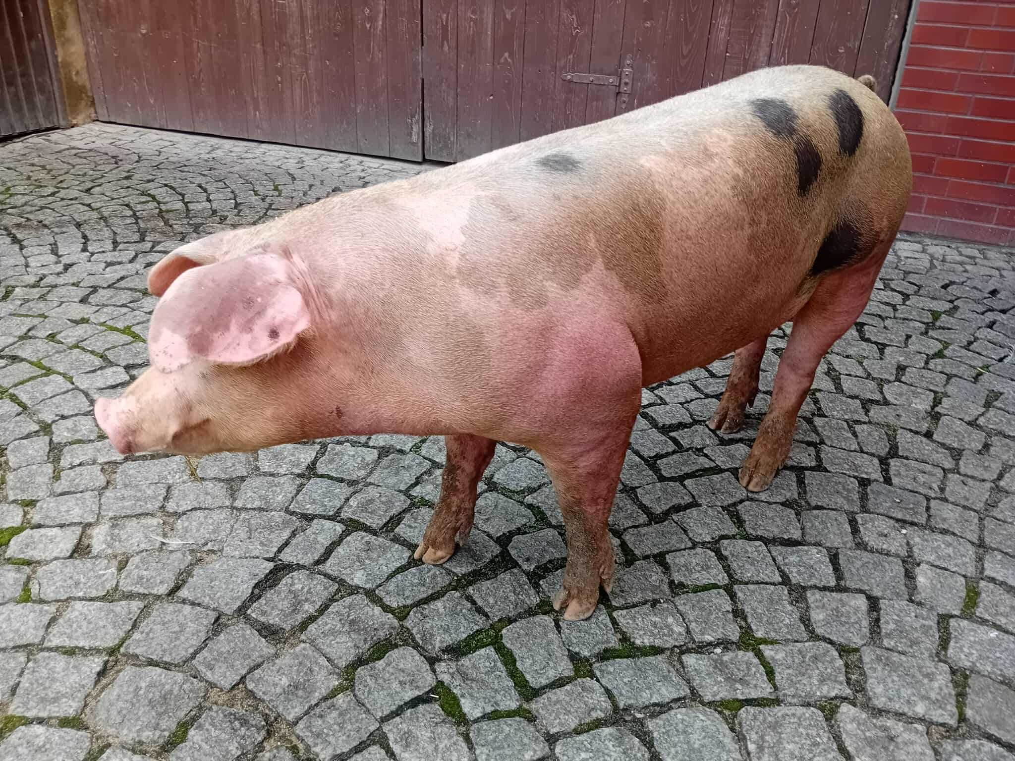 Sprzedam knurka knura