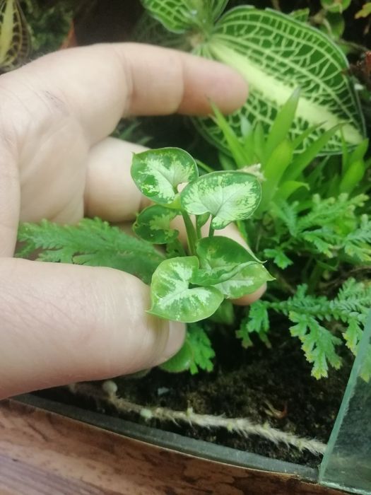 Сінгоніум Syngonium pixie dwarf form