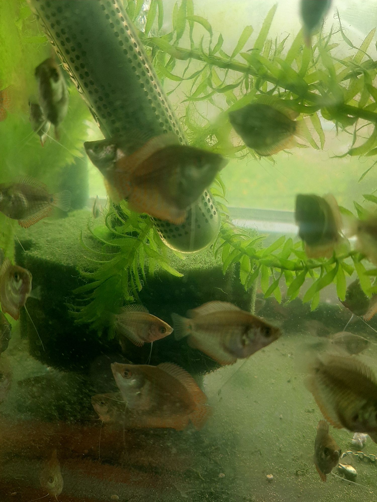 Лялиус аквариумный