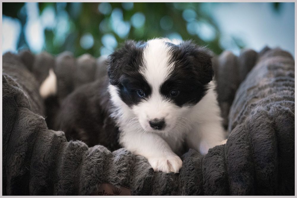 Border Collie ZKwP FCI