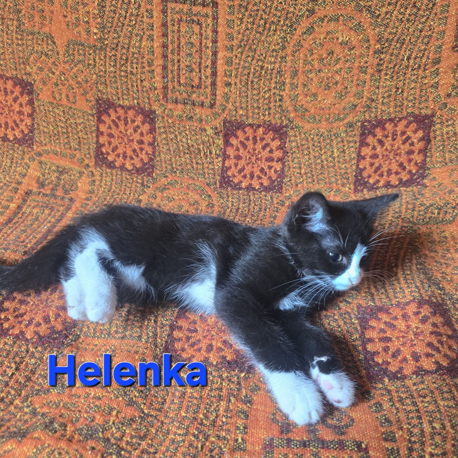 Trzymiesięczne kociaki do adopcji