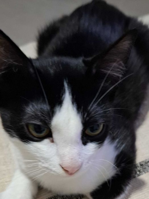 Gatinha com 4 meses meiguinha