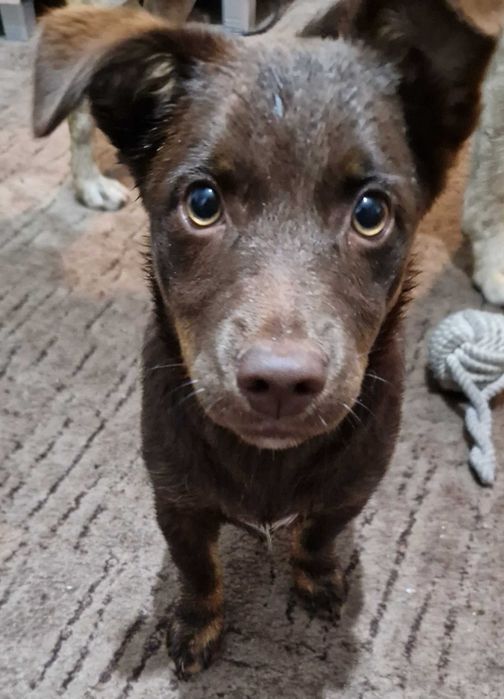 Szczeniak do oddania za darmo