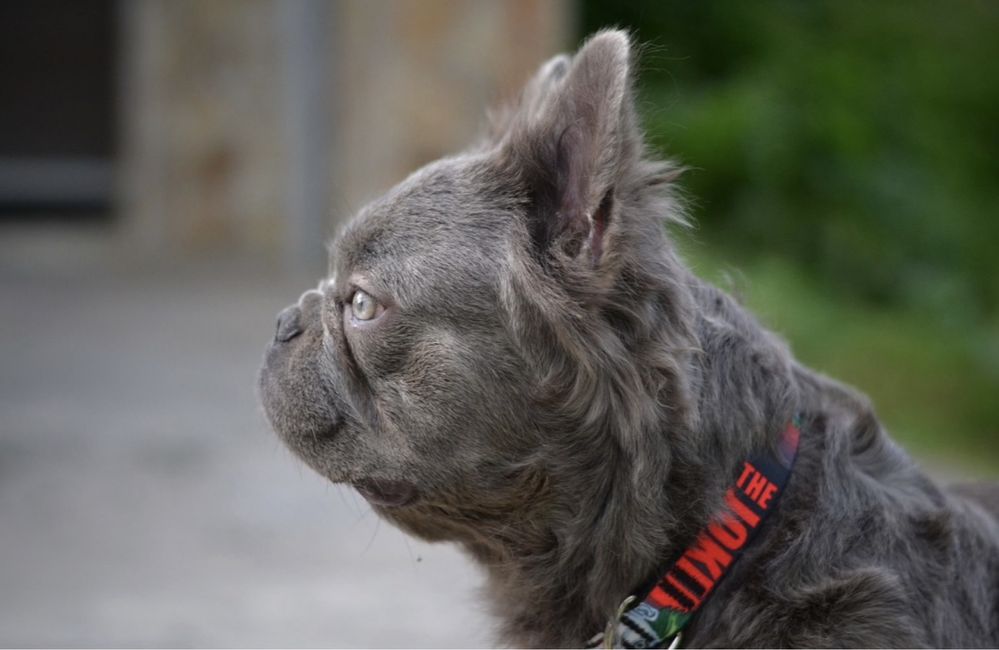 Флаффи французский бульдог fluffy bulldog вязка вʼязка
