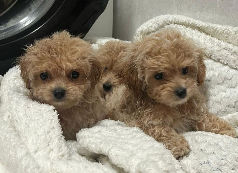 Śliczny Maltipoo