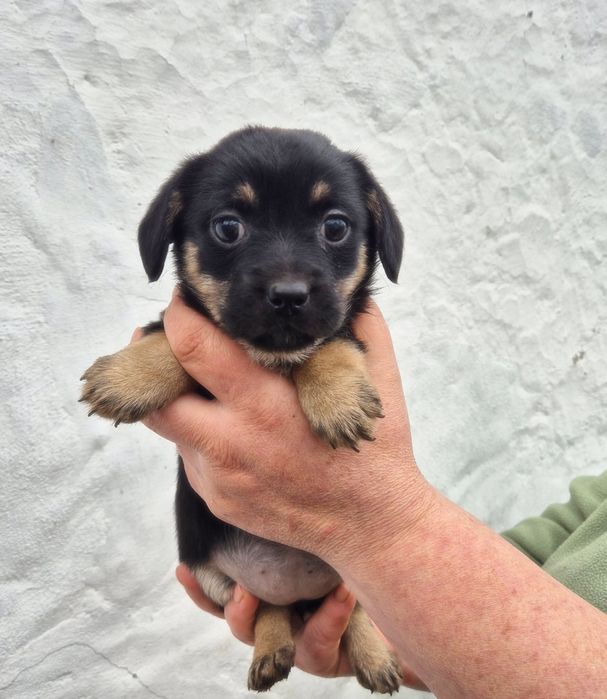 Цуцики у добрі руки! Безкоштовна доставка по Київській області!